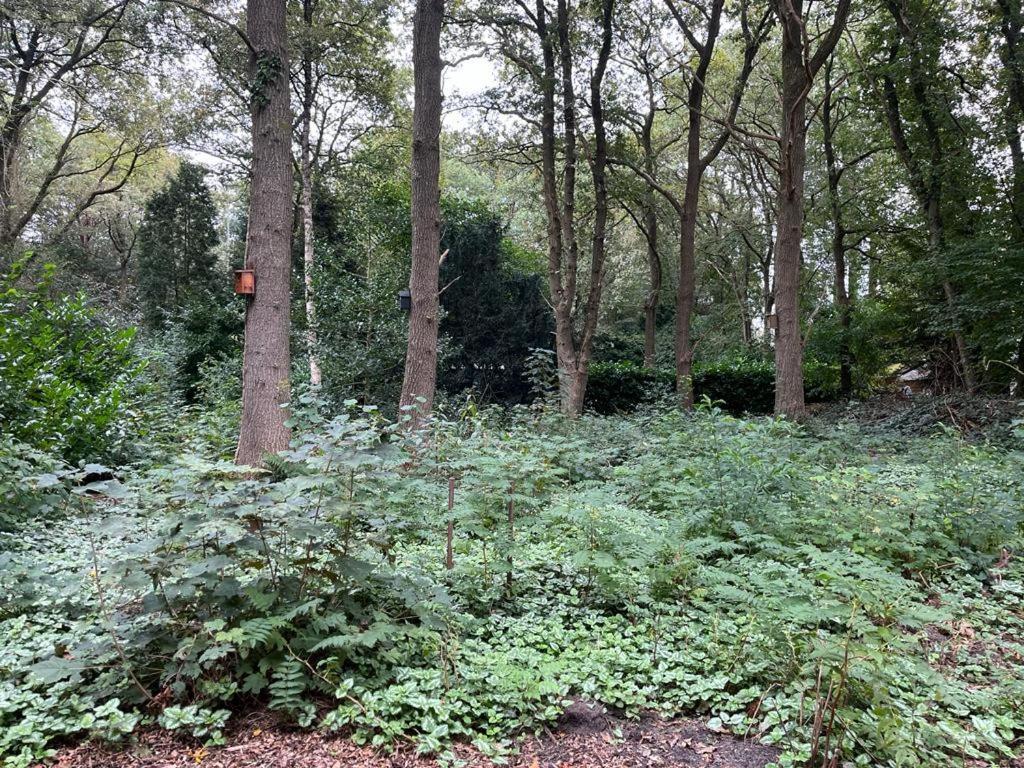 Huisje In Het Bos Zuidlaren Exteriör bild